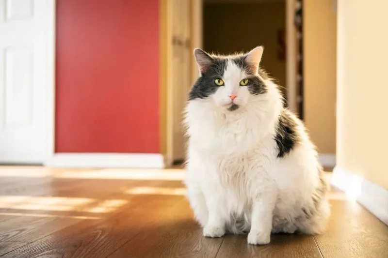 Preventing and Managing Obesity in Indoor Cats – Expert Tips