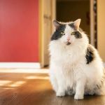 Preventing and Managing Obesity in Indoor Cats – Expert Tips