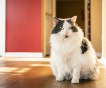 Preventing and Managing Obesity in Indoor Cats – Expert Tips
