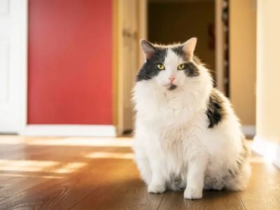 Preventing and Managing Obesity in Indoor Cats – Expert Tips