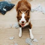 How to Help Pets Cope with Separation Anxiety: Tips and Solutions
