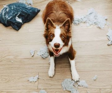 How to Help Pets Cope with Separation Anxiety: Tips and Solutions