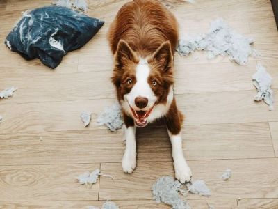How to Help Pets Cope with Separation Anxiety: Tips and Solutions