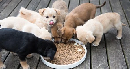 Best Practices for Feeding Puppies During Growth Stages