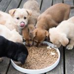 Best Practices for Feeding Puppies During Growth Stages