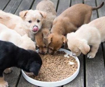 Best Practices for Feeding Puppies During Growth Stages