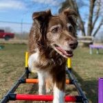 Managing Senior Dog Anxiety Through Routine and Exercise