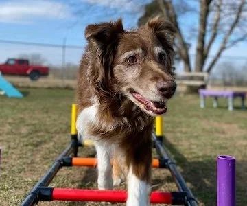 Managing Senior Dog Anxiety Through Routine and Exercise