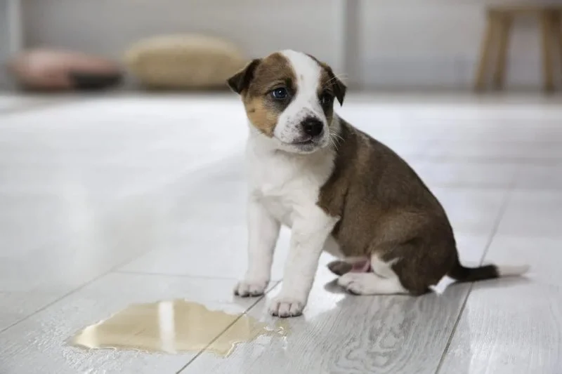 Understanding Signs of Urinary Issues in Dogs – Causes, Treatments, and Prevention