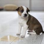 Understanding Signs of Urinary Issues in Dogs – Causes, Treatments, and Prevention