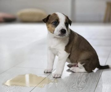 Understanding Signs of Urinary Issues in Dogs – Causes, Treatments, and Prevention