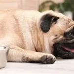 Signs of Dehydration in Dogs and How to Prevent It