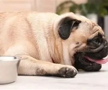 Signs of Dehydration in Dogs and How to Prevent It