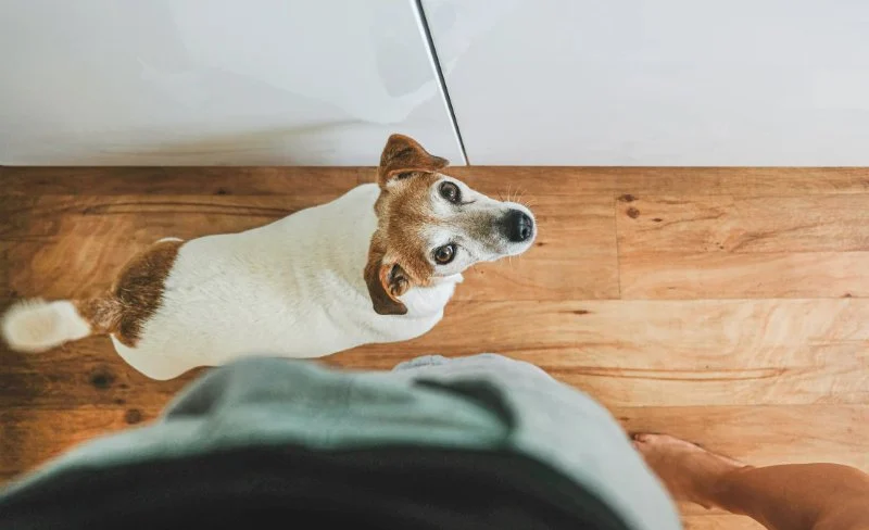 How to Help Pets Cope with Separation Anxiety: Effective Tips and Solutions