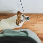 How to Help Pets Cope with Separation Anxiety: Effective Tips and Solutions