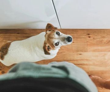 How to Help Pets Cope with Separation Anxiety: Effective Tips and Solutions