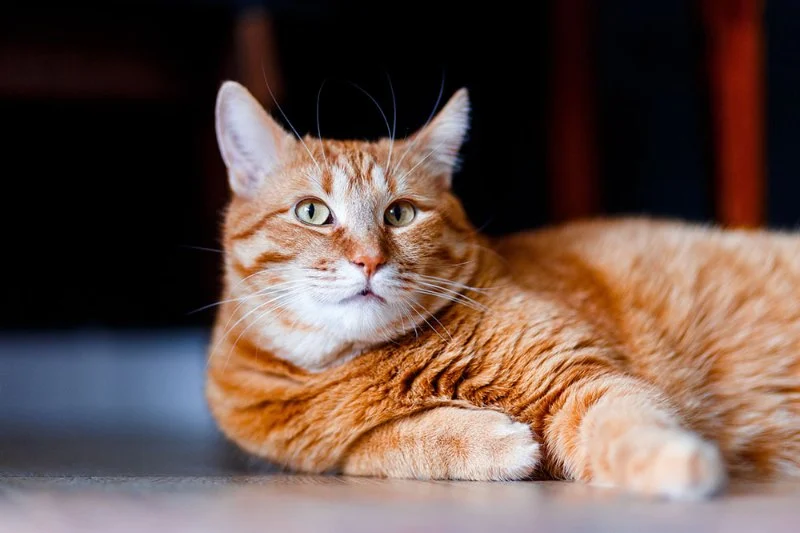 Understanding Feline Obesity and Its Health Risks: A Guide for Pet Owners