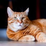 Understanding Feline Obesity and Its Health Risks: A Guide for Pet Owners