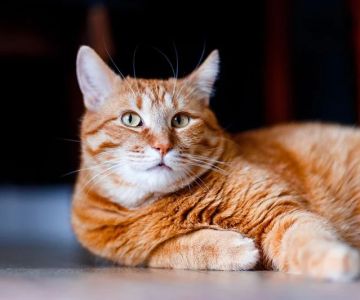 Understanding Feline Obesity and Its Health Risks: A Guide for Pet Owners