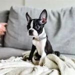 Best Dog Breeds for Active Families with Kids: Top Choices for Fun and Play