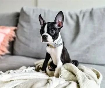 Best Dog Breeds for Active Families with Kids: Top Choices for Fun and Play