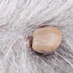 How to Prevent Tick-Borne Diseases in Cats: A Comprehensive Guide
