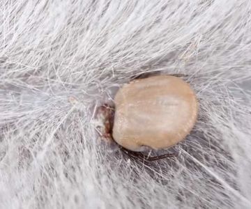 How to Prevent Tick-Borne Diseases in Cats: A Comprehensive Guide
