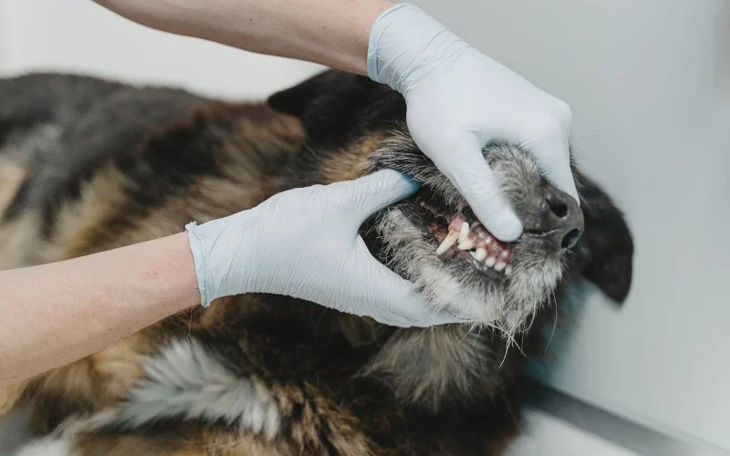 How to Recognize and Treat Infections in Your Pet’s Mouth