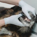 How to Recognize and Treat Infections in Your Pet’s Mouth