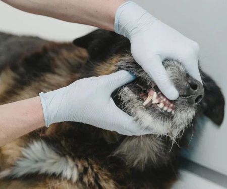 How to Recognize and Treat Infections in Your Pet’s Mouth