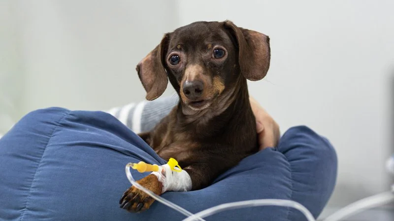 How to Spot and Treat Kidney Disease in Pets