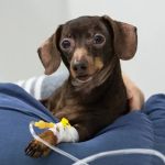 How to Spot and Treat Kidney Disease in Pets