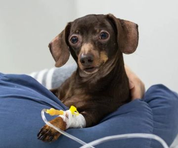 How to Spot and Treat Kidney Disease in Pets