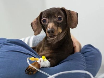 How to Spot and Treat Kidney Disease in Pets