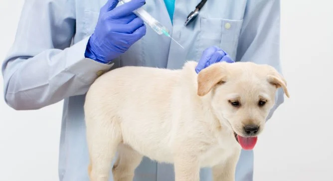 Essential Vaccinations for Puppies: What Every New Dog Owner Should Know