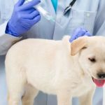 Essential Vaccinations for Puppies: What Every New Dog Owner Should Know
