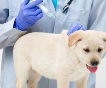 Essential Vaccinations for Puppies: What Every New Dog Owner Should Know