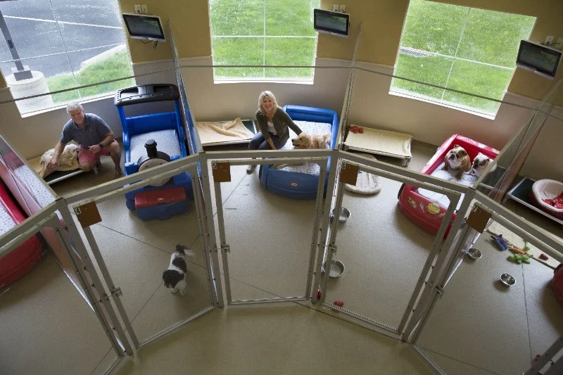 How to Choose the Right Pet Boarding Facility for Your Pet's Comfort and Safety