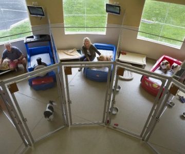 How to Choose the Right Pet Boarding Facility for Your Pet's Comfort and Safety