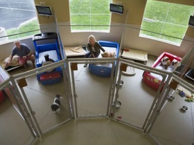How to Choose the Right Pet Boarding Facility for Your Pet's Comfort and Safety