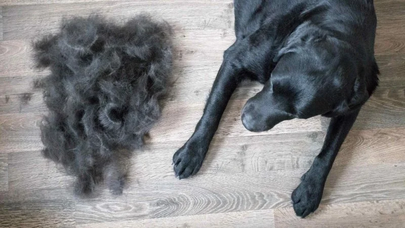 Tips for Reducing Shedding in Long-Haired Dogs | Grooming Advice