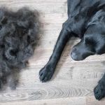 Tips for Reducing Shedding in Long-Haired Dogs | Grooming Advice