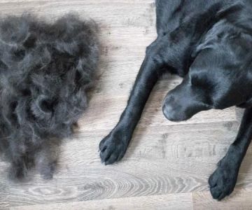 Tips for Reducing Shedding in Long-Haired Dogs | Grooming Advice