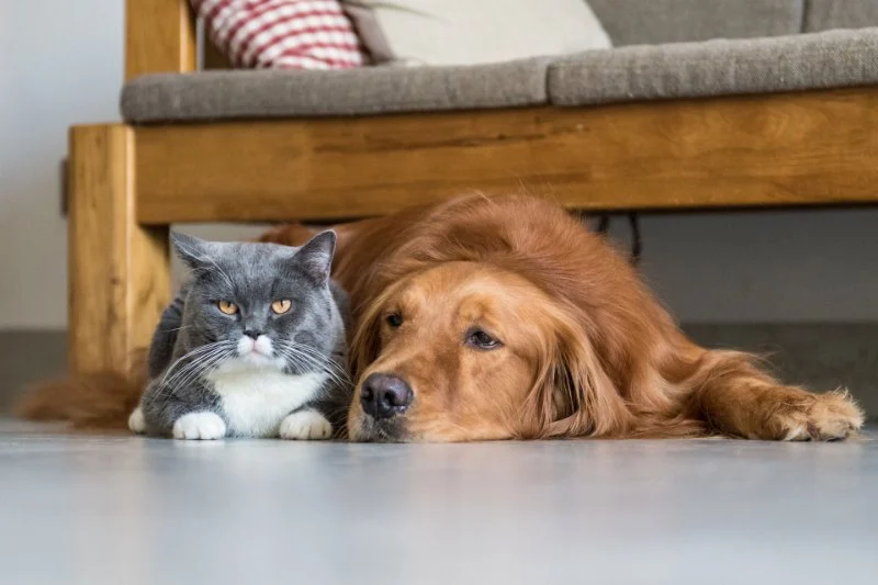 How to Manage Your Pet's Stress and Anxiety Levels