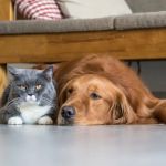 How to Manage Your Pet's Stress and Anxiety Levels