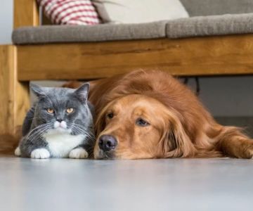 How to Manage Your Pet's Stress and Anxiety Levels