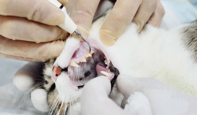 Signs Your Cat Needs Professional Dental Cleaning