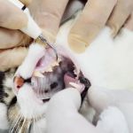 Signs Your Cat Needs Professional Dental Cleaning