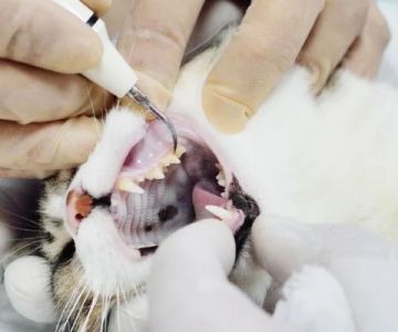 Signs Your Cat Needs Professional Dental Cleaning
