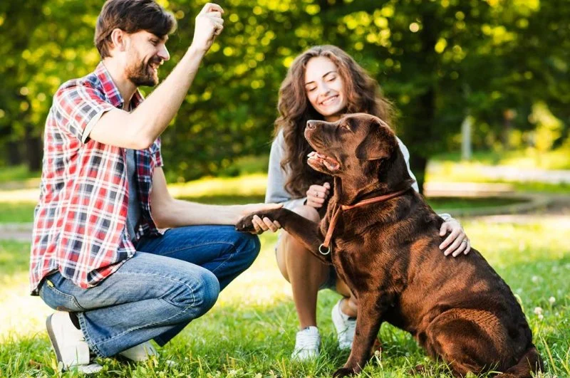 How to Train Your Dog to Be Comfortable Around Strangers